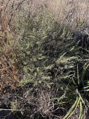 Baccharis pteronioides