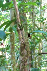 Enyalius catenatus