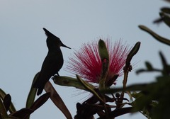 Orthorhyncus cristatus