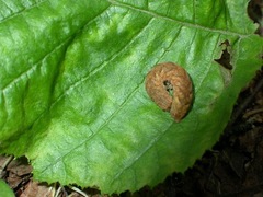 Phlogophora