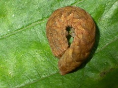 Phlogophora