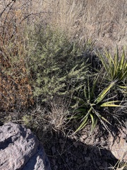 Baccharis pteronioides