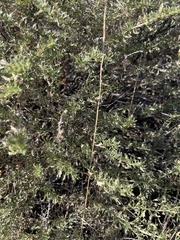 Baccharis pteronioides