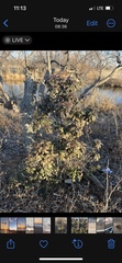 Magnoliales