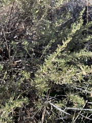 Baccharis pteronioides