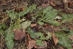 Pulmonaria officinalis