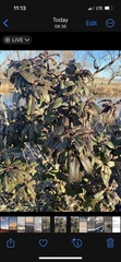 Magnoliales