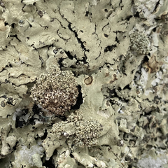 Tremella flavoparmeliae