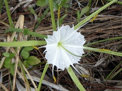 Hymenocallis palmeri