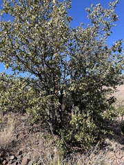 Quercus emoryi