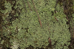 Cladonia caespiticia