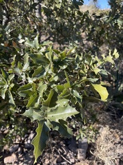 Quercus emoryi