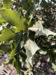 Quercus emoryi