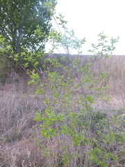 Rhamnella franguloides