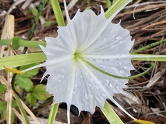 Hymenocallis palmeri