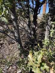 Quercus emoryi
