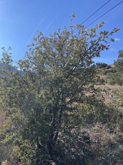 Quercus emoryi
