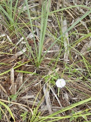 Hymenocallis palmeri