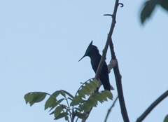 Orthorhyncus cristatus