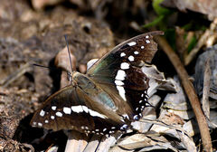 Charaxes solon