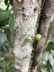 Eugenia haematocarpa