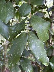 Eugenia haematocarpa