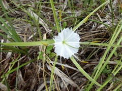 Hymenocallis palmeri