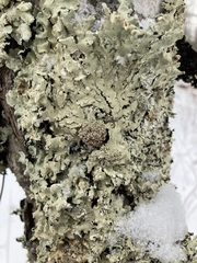 Tremella flavoparmeliae