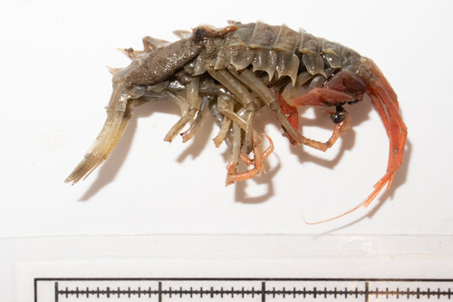 Amathillopsis