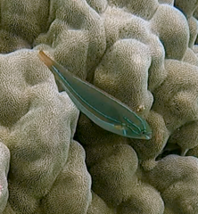 Stethojulis balteata