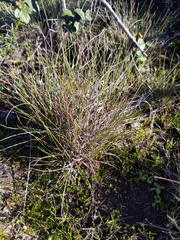 Stipa
