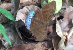 Tanaecia julii bougainvillei