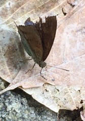 Tanaecia julii bougainvillei