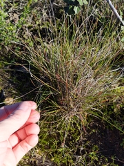 Stipa