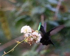 Orthorhyncus cristatus