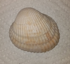 Lunarca ovalis