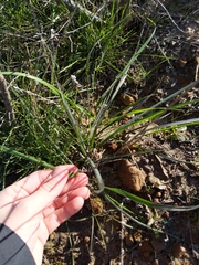 Bromus
