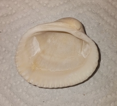 Lunarca ovalis