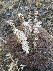 Acantholimon acerosum