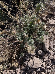 Glandularia wrightii