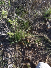 Bromus