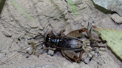 Velarifictorus