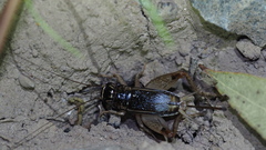 Velarifictorus