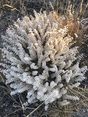 Acantholimon acerosum