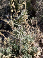 Glandularia wrightii
