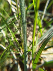 Bromus