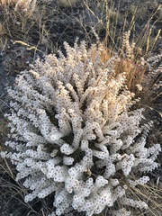 Acantholimon acerosum