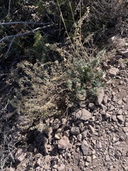 Glandularia wrightii