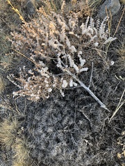 Acantholimon acerosum