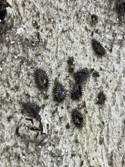 Chilocorus stigma